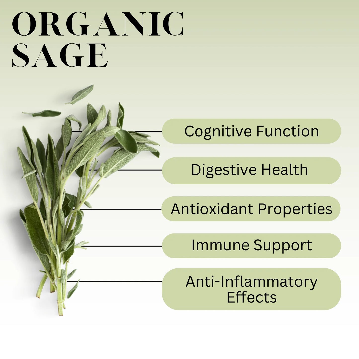 Basic Herbalism 101 Ebook