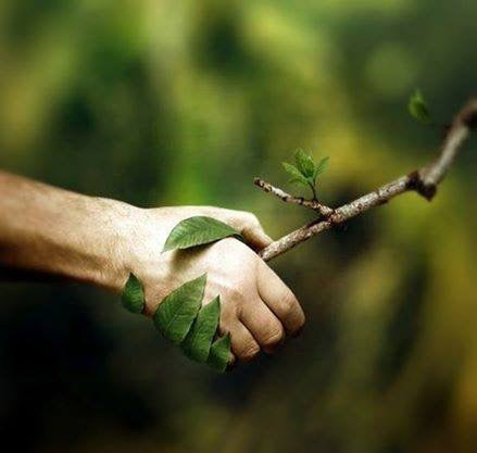 Basic Herbalism 101 Ebook