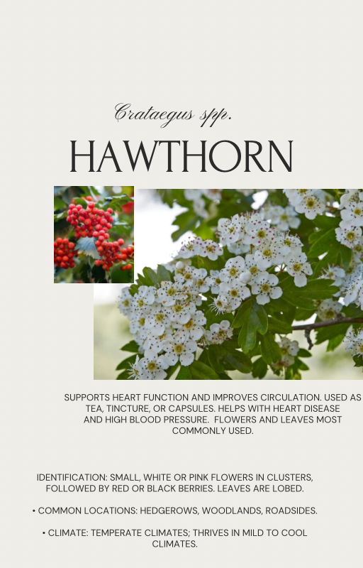 Basic Herbalism 101 Ebook